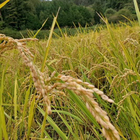 無農薬、無肥料米ササニシキ 5kg (2025年秋収穫 予約受付中)