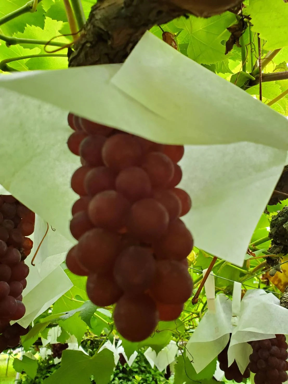 大澤農園の葡萄アソートセット:シャインマスカット1房+おまかせ朝採りぶどう 贈答用