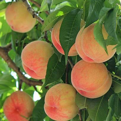 今年も完売！信州松代の木なり完熟杏 (2024年４月から予約受付開始)